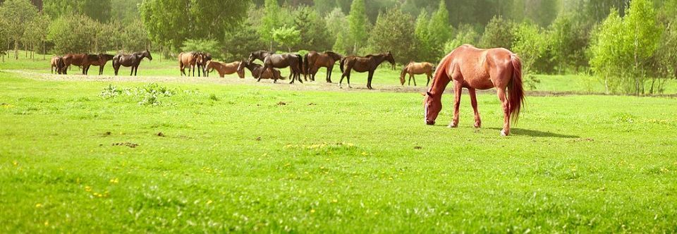 Pferdehof Schmiedeberg GbR
