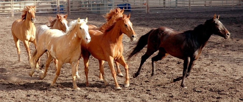 Pferdehof Schmiedeberg GbR
