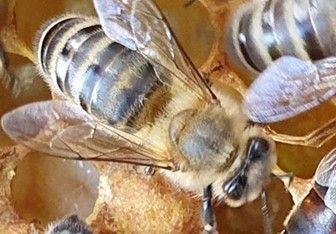 Bienen auf einer Honigwabe, wobei ein orangefarbener Kreis eine Bienentraube hervorhebt.
