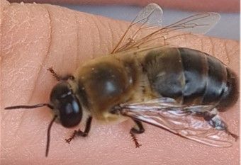 Honig fließt aus einer Metallschleuder in ein Sieb, das über einem weissen Eimer steht.