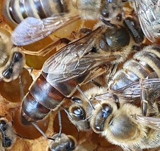 Bienen umringen eine grosse, gelbe Königinnenzelle auf einer Honigwabe.