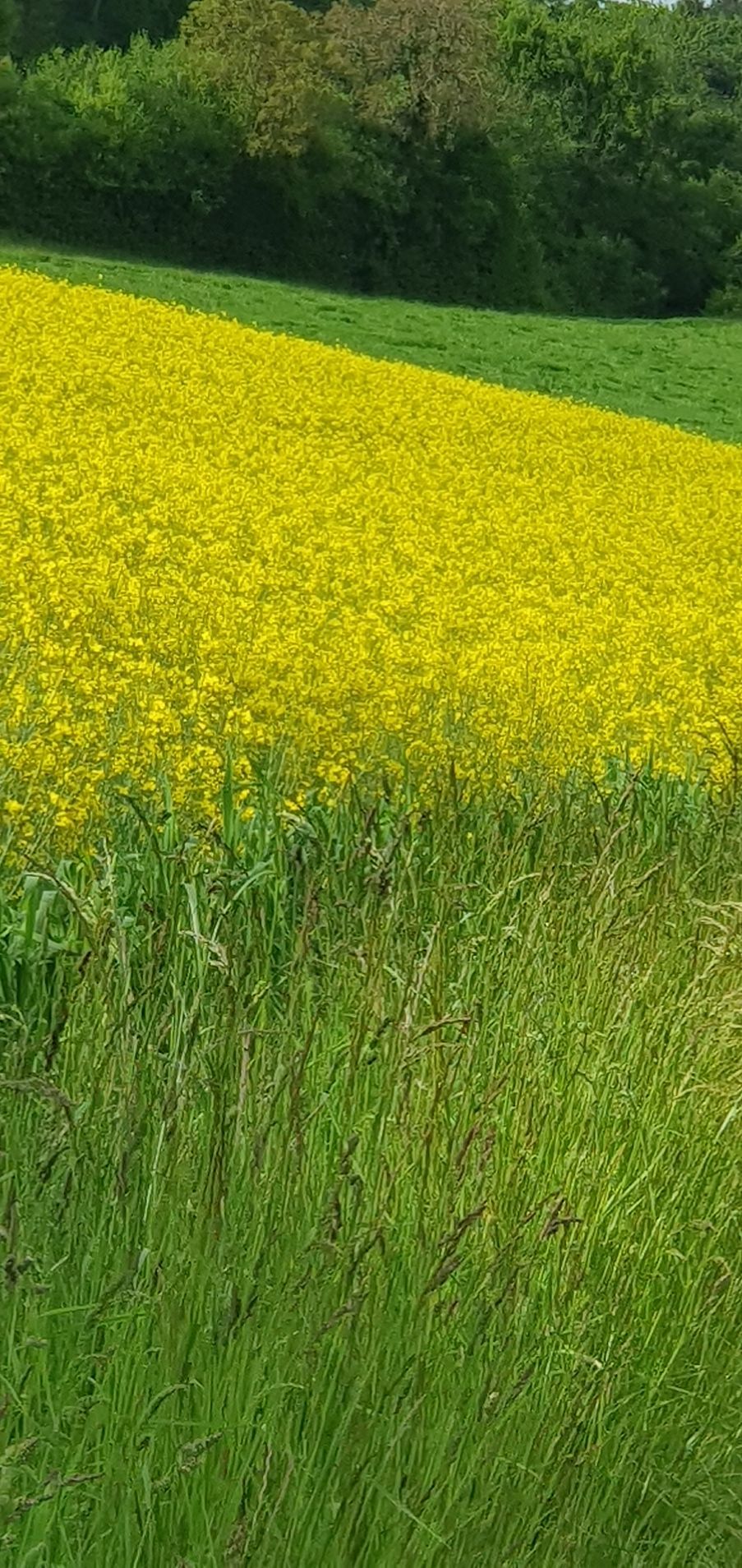 Ein Feld mit gelben Blumen und grünem Gras, im Hintergrund eine Baumreihe.
