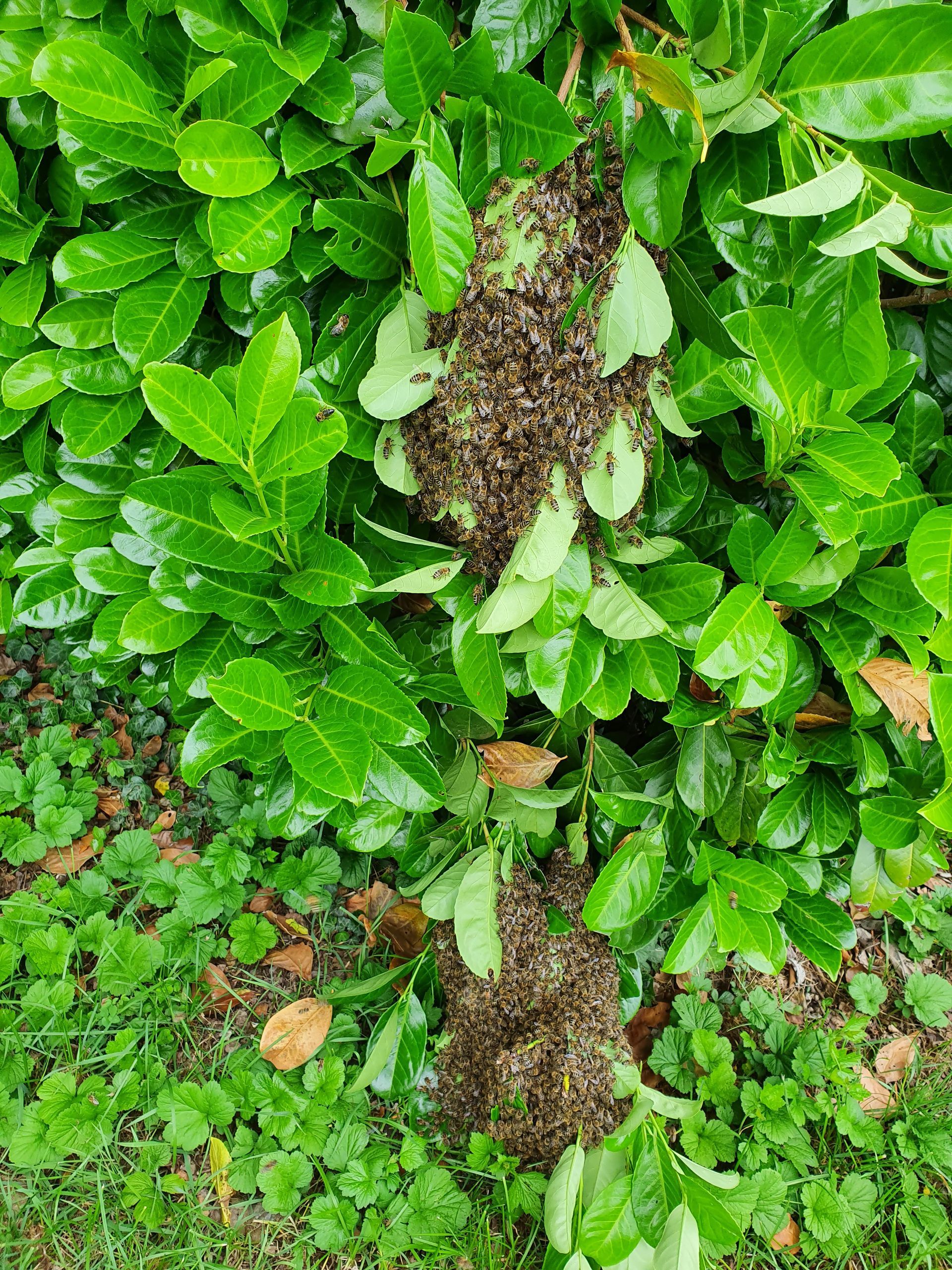 Ein Bienenschwarm versammelte sich auf einer grünen, belaubten Pflanze.