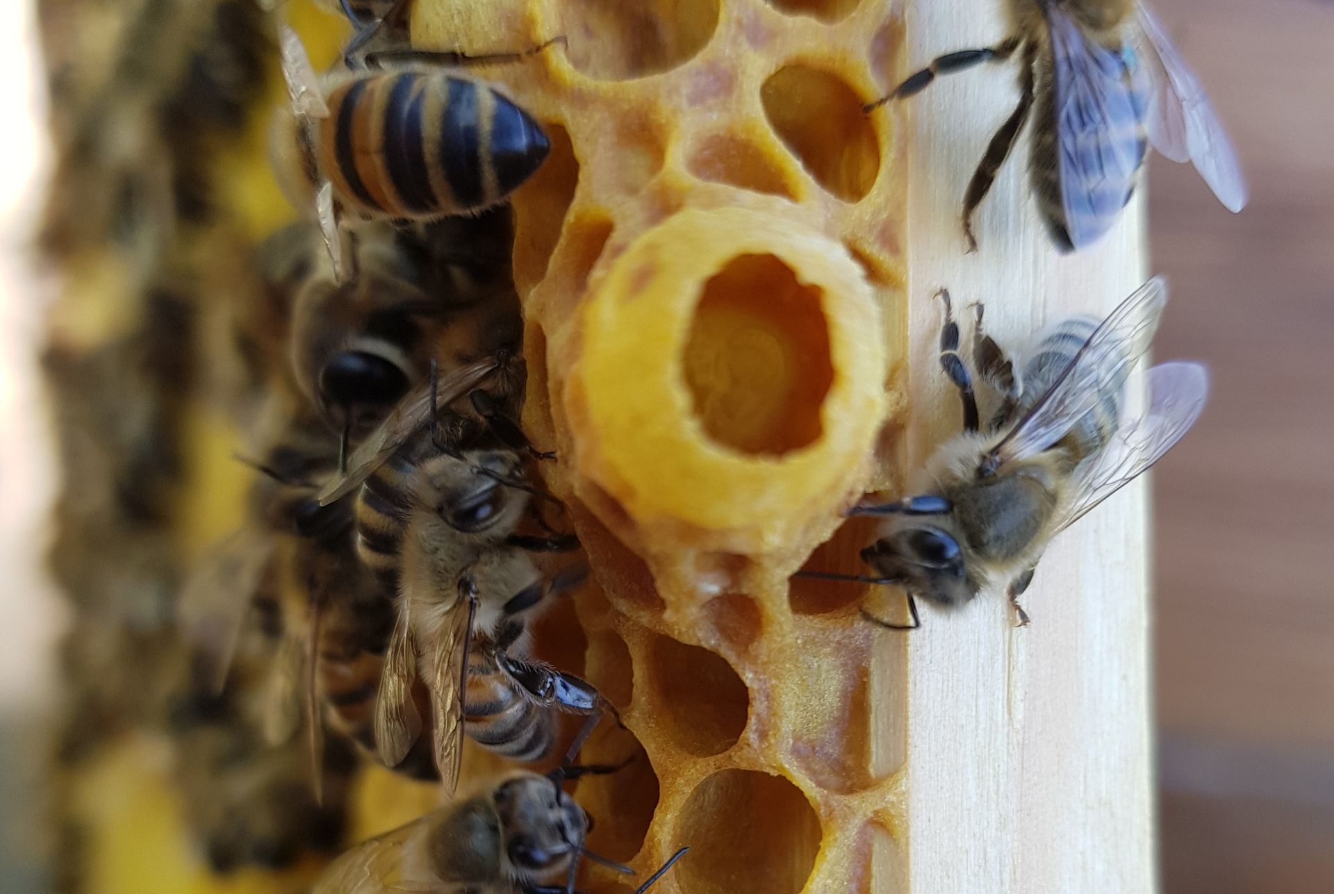 Bienen umringen eine grosse, gelbe Königinnenzelle auf einer Honigwabe.