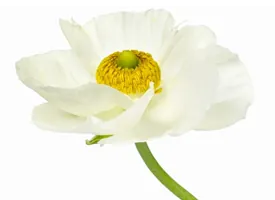 Un primer plano de una flor blanca con un centro amarillo sobre un fondo blanco.