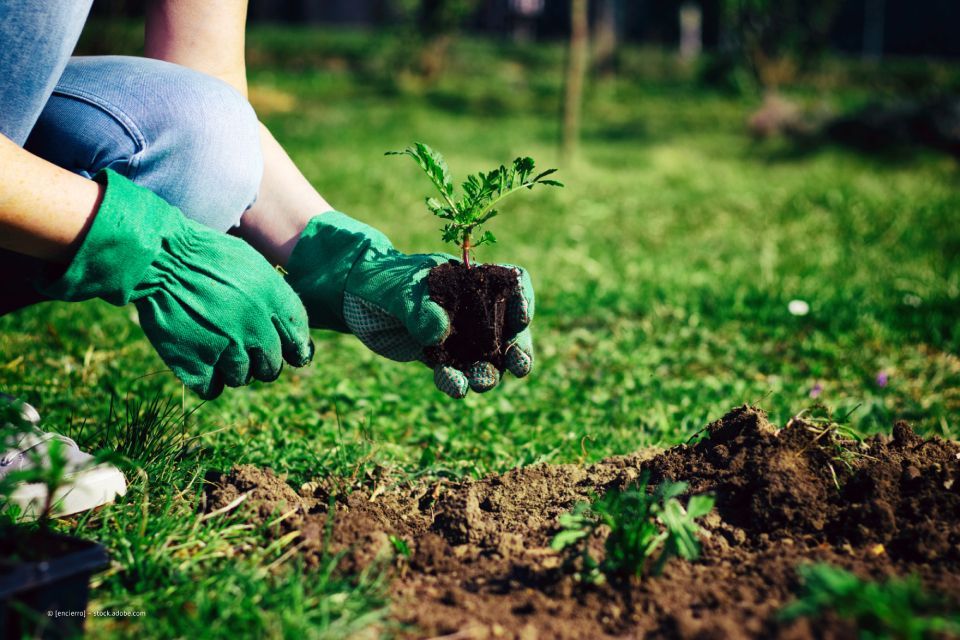 Pflanze wird gepflanzt