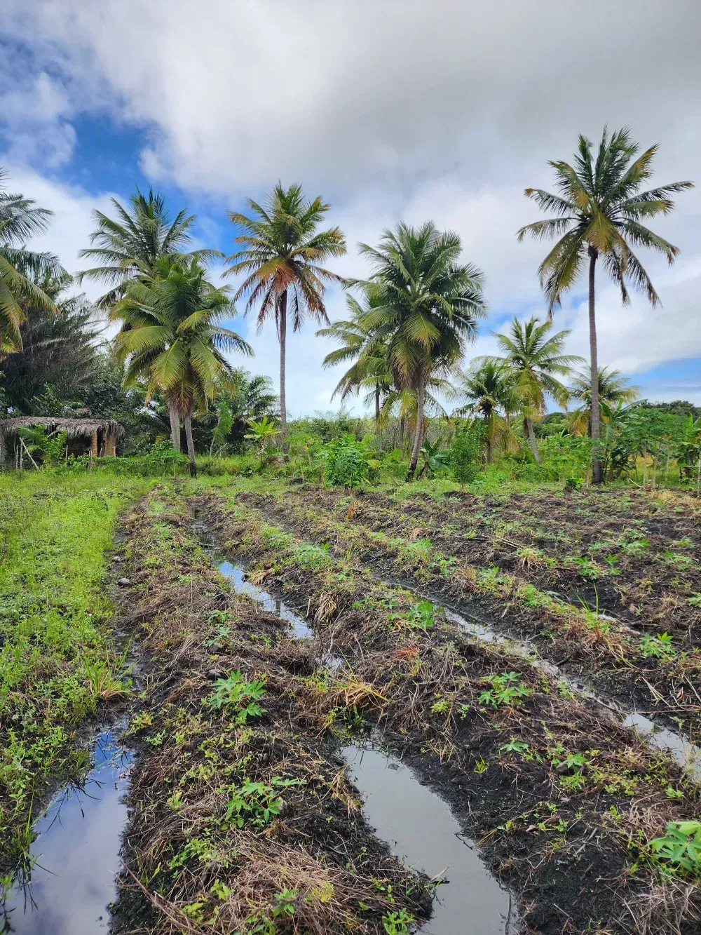 Campo de suelo oscuro con hileras de agua, cocoteros y cielo parcialmente nublado.