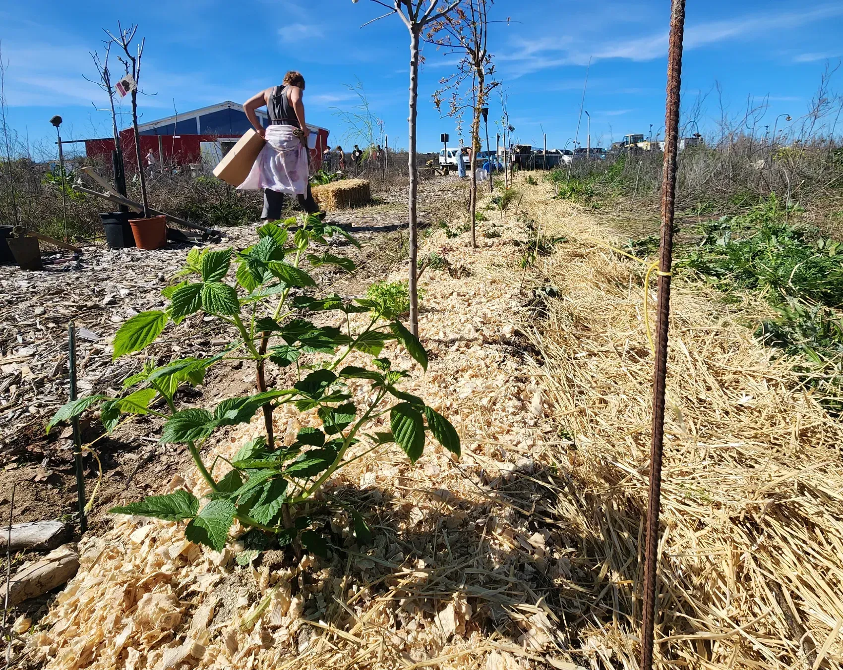 Una mujer riega plantas jóvenes en un cantero cubierto con mantillo de paja en un día soleado.