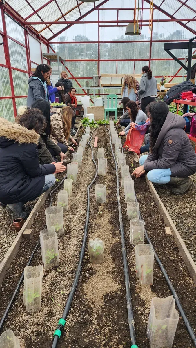Personas plantando plántulas en un invernadero, filas de plantas, varias personas trabajando.
