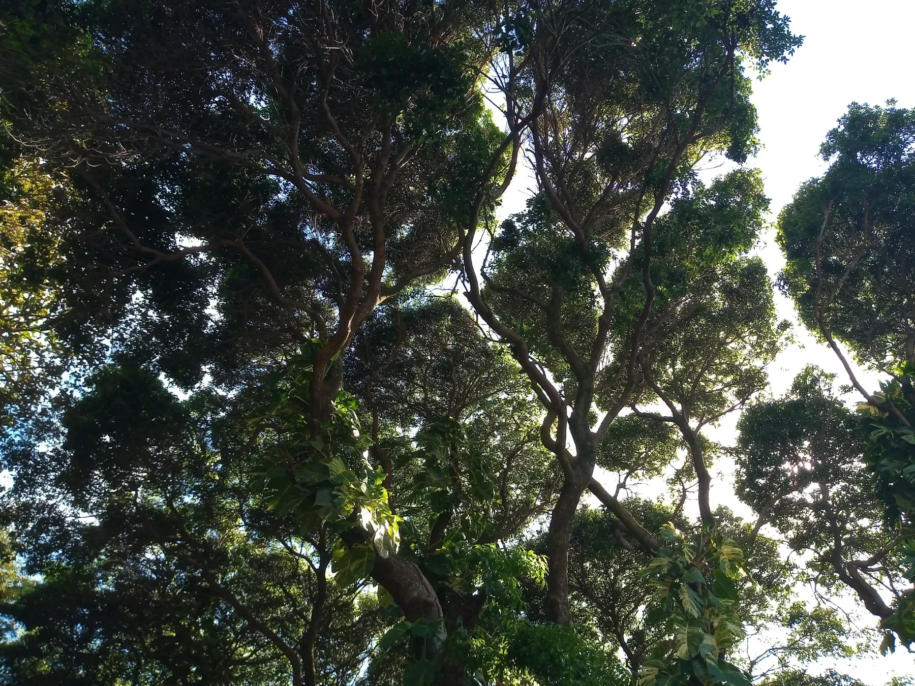 Mirando hacia el dosel del bosque, la luz del sol filtrándose a través de las hojas y ramas verdes.