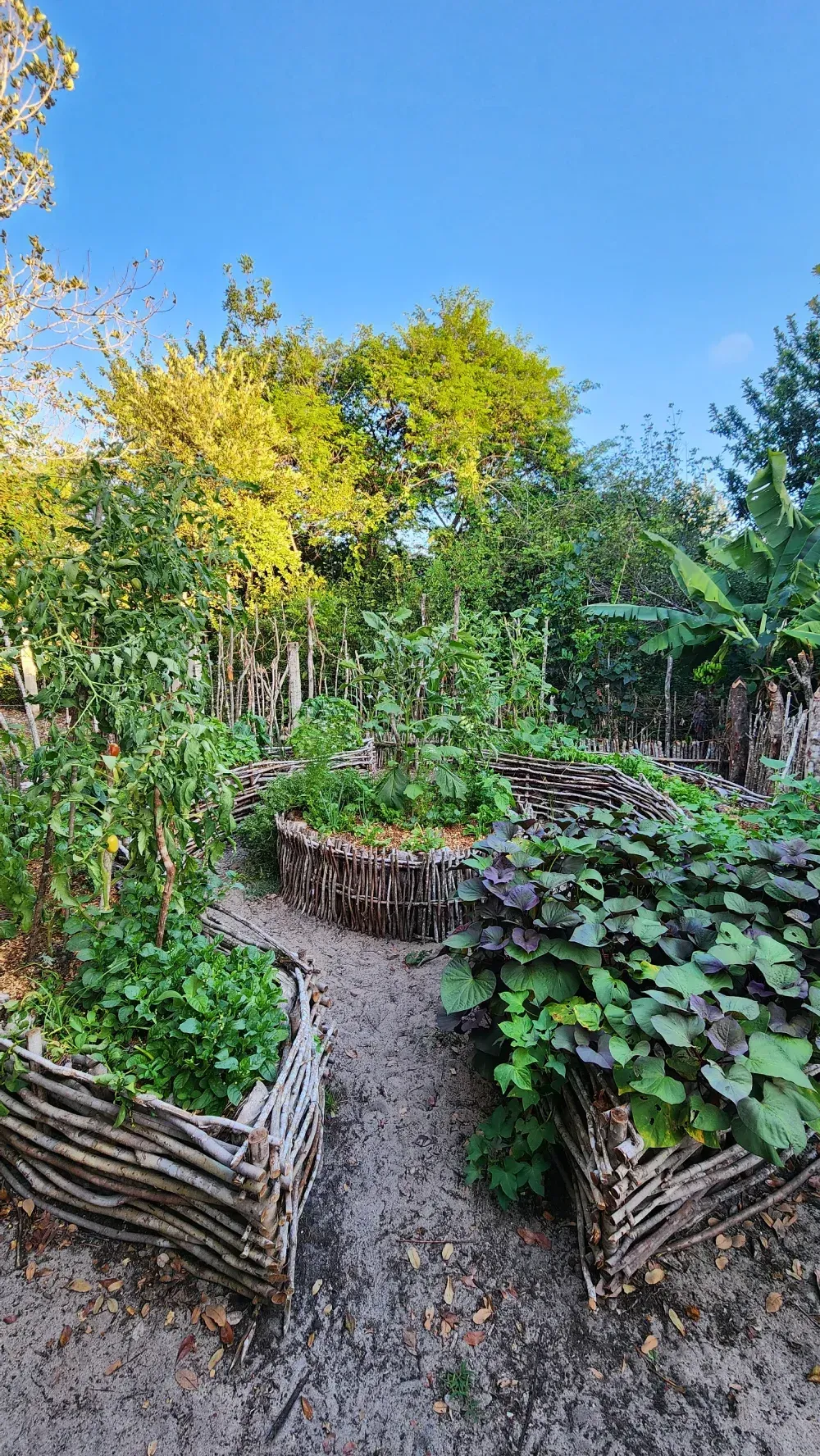 Un exuberante jardín con parterres elevados enmarcados por ramas tejidas, bajo un cielo azul claro.