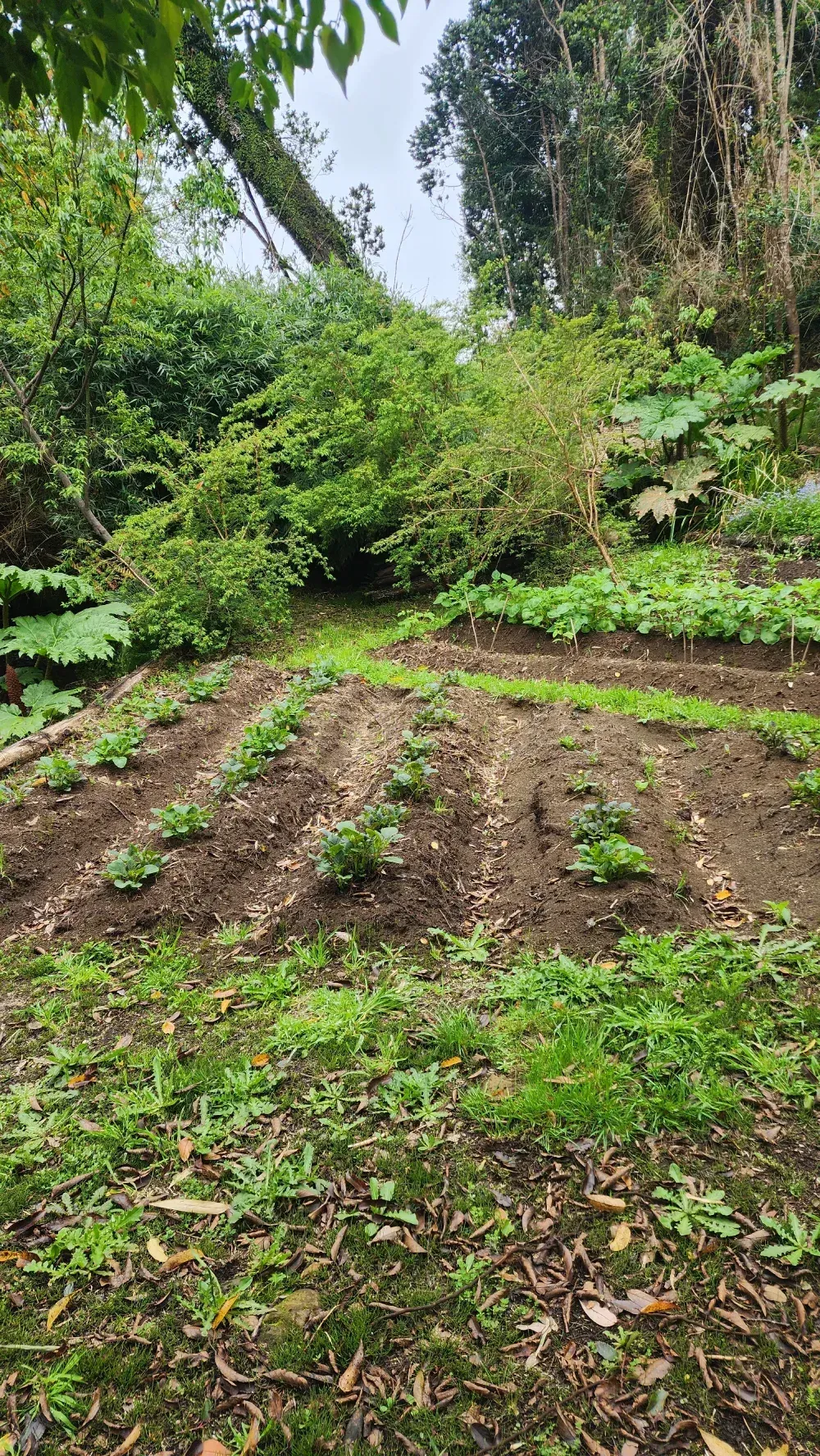 Hileras de plantas pequeñas en una parcela de jardín en una ladera, rodeadas de exuberante follaje verde y árboles.