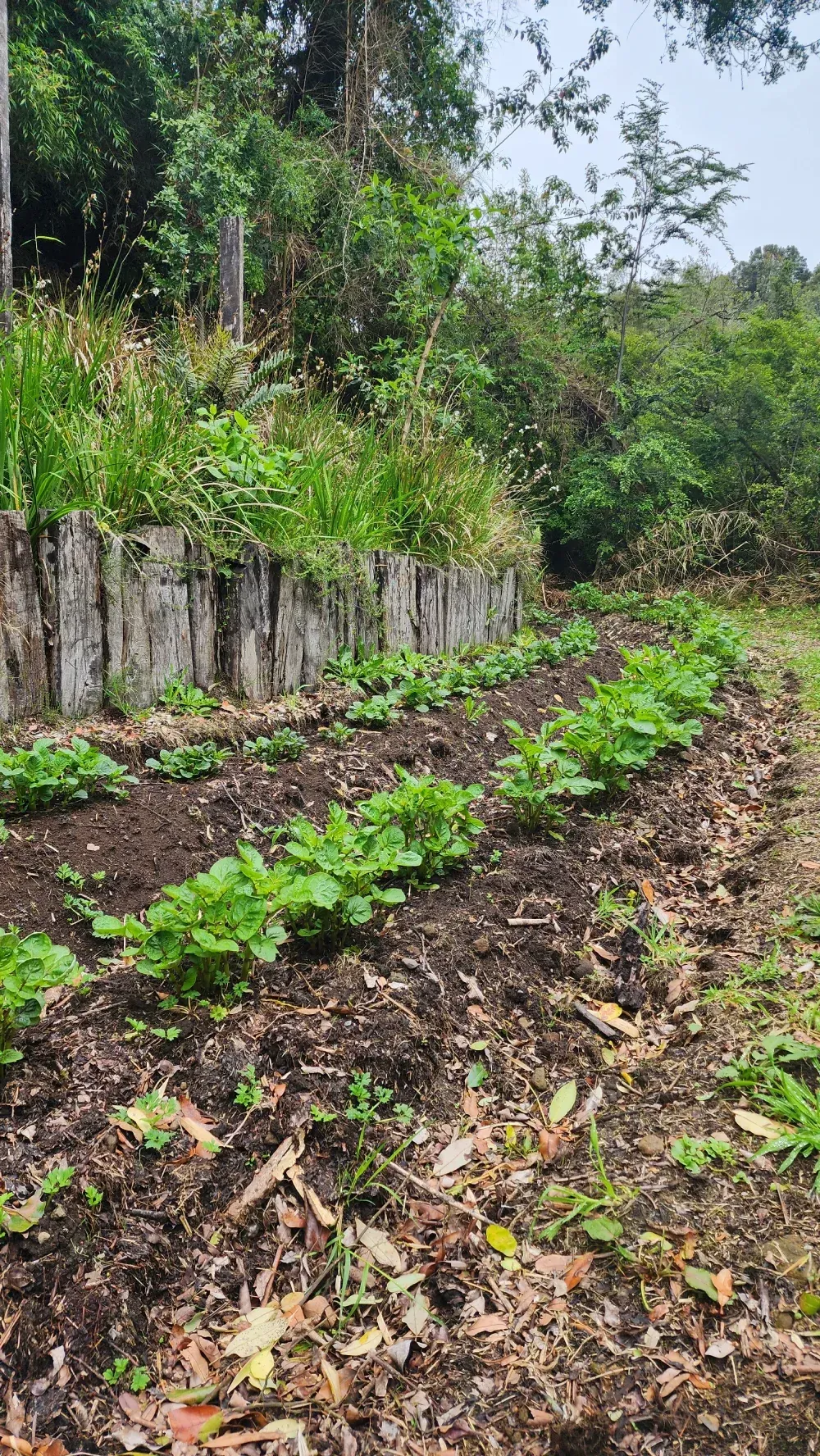 Hileras de plantas jóvenes verdes en un macizo de flores, con una valla de madera, en un entorno natural al aire libre.