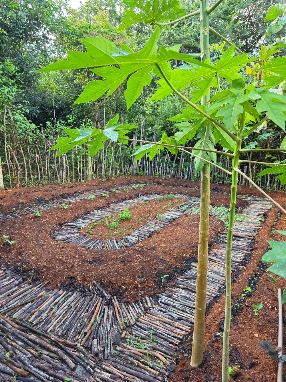 Árbol de papaya joven en un cantero con un camino en espiral cubierto de mantillo y rodeado por un borde de palos.