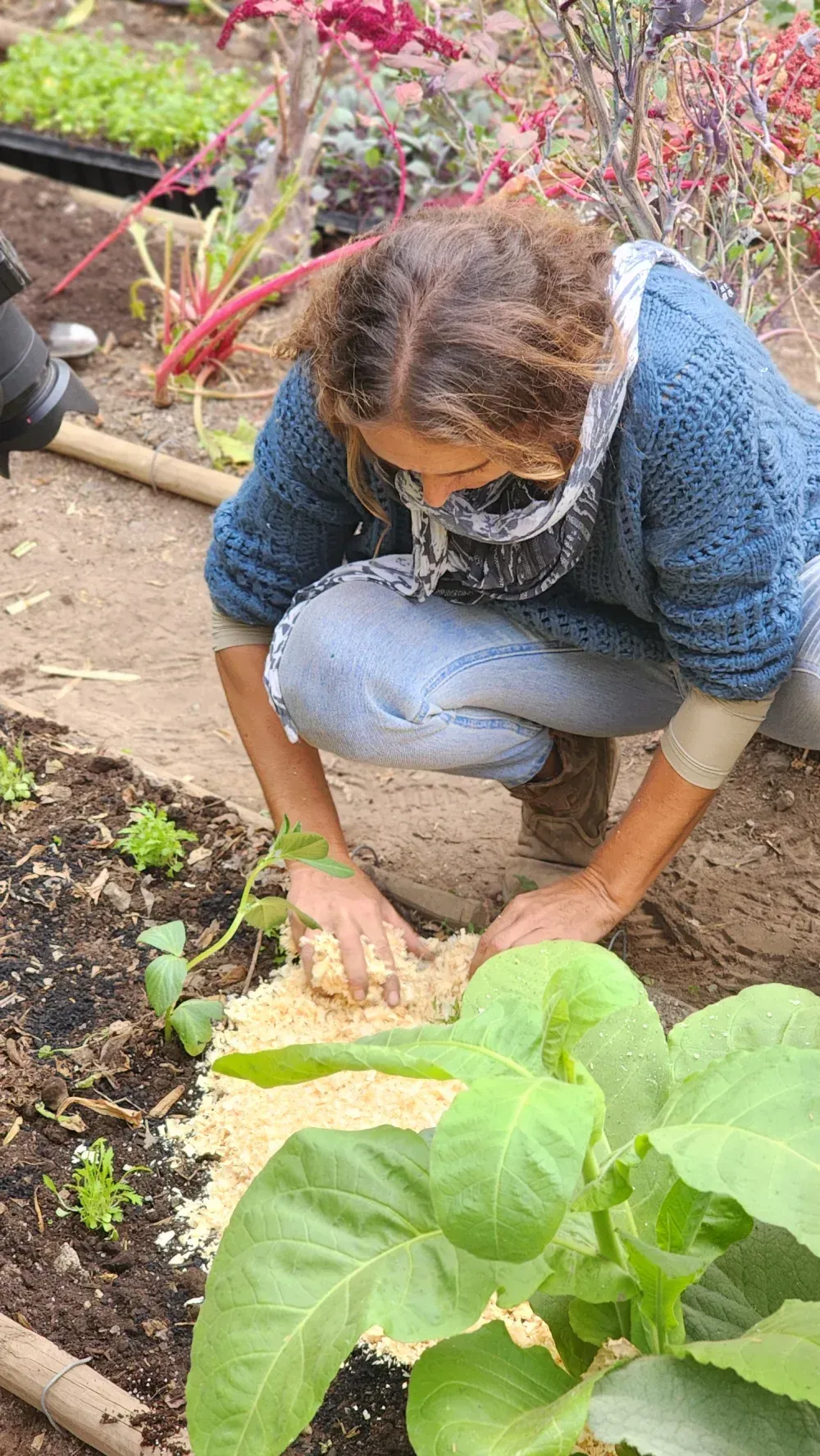 Mujer arrodillada en el jardín, extendiendo mantillo alrededor de una planta de hojas verdes; tierra marrón, suéter azul.