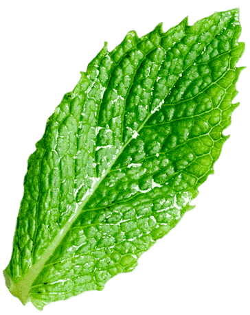 Hoja de menta verde, superficie texturizada, bordes dentados.