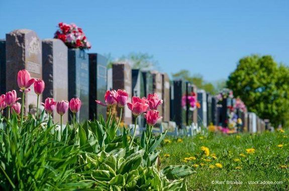 Tulpen vor einer Reihe von Grabsteinen