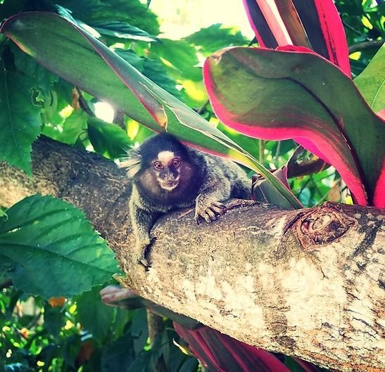 Ein kleiner Affe sitzt auf einem Ast