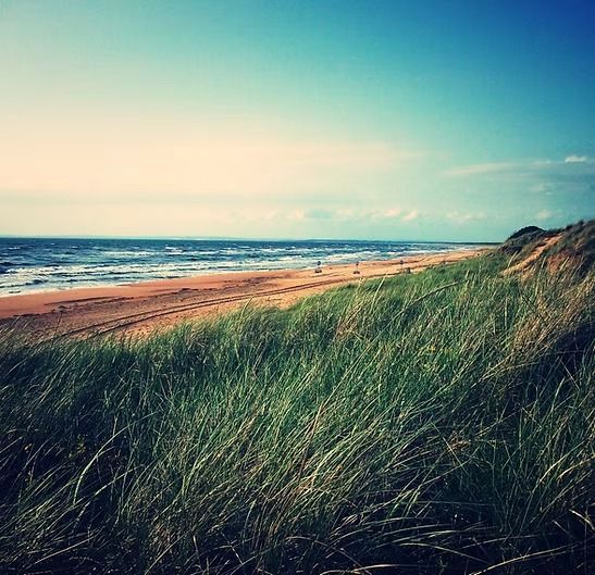Ein Strand mit viel Gras und blauem Himmel