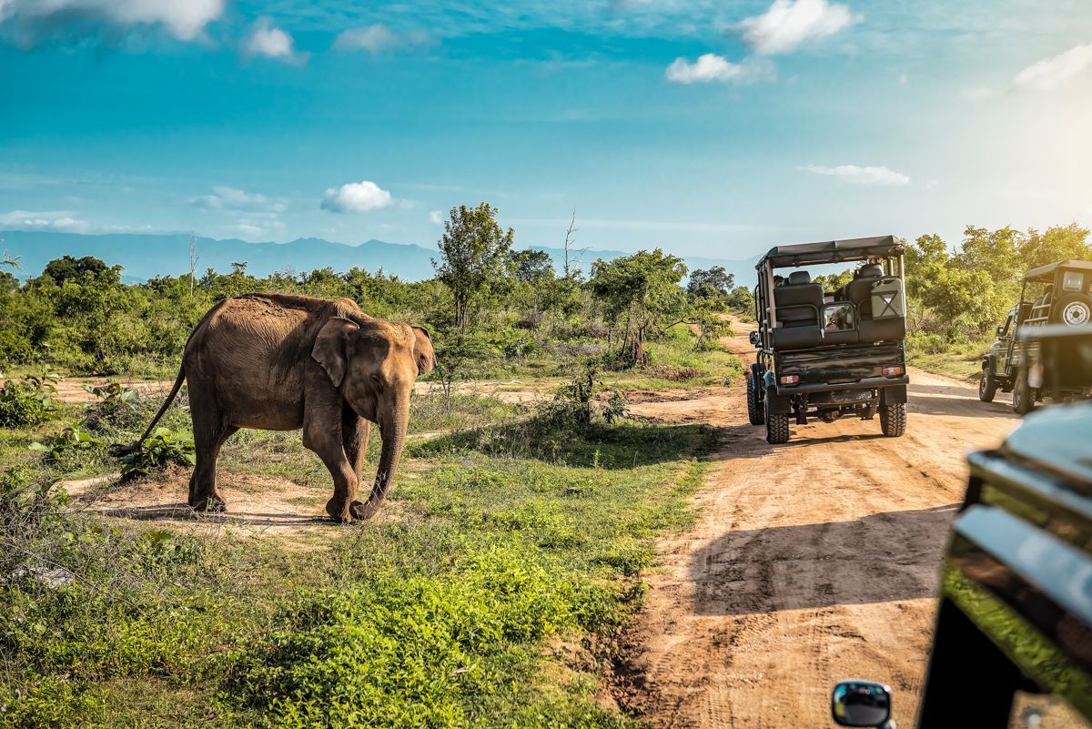 Ein Elefant läuft neben einem Jeep auf einem Feldweg entlang.