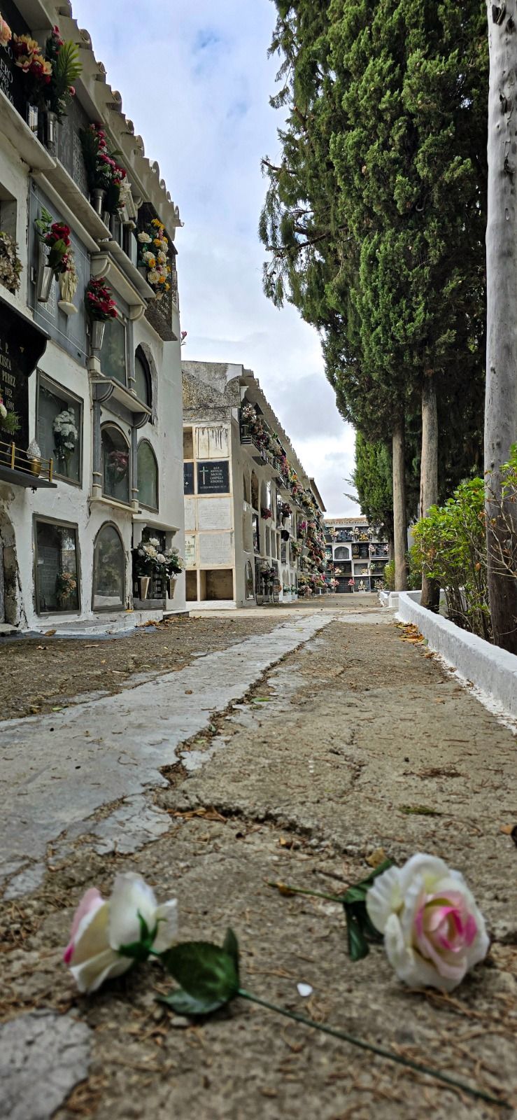 Dos rosas yacen en el suelo en un cementerio.