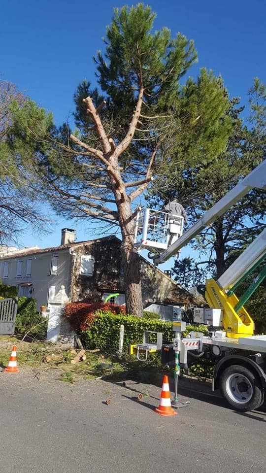 Un abattage de pin en cours