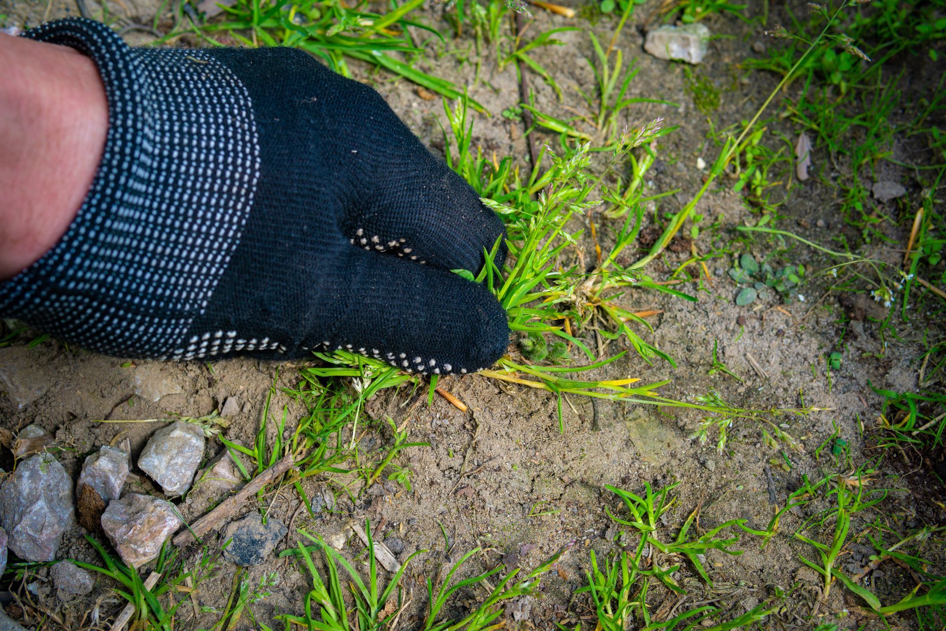 Une main qui arrache de l'herbe