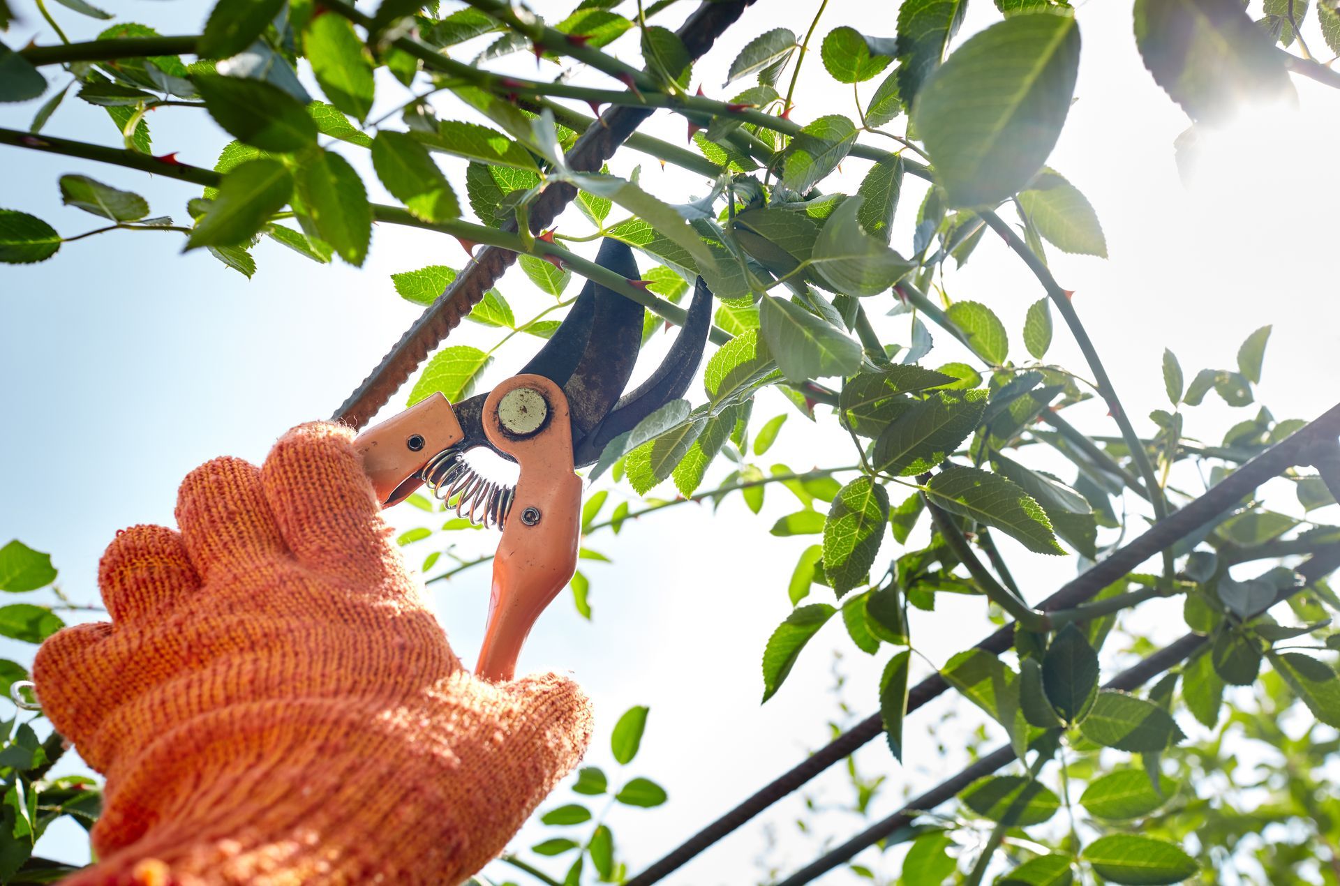 Une main qui tient un sécateur prêt à couper une branche