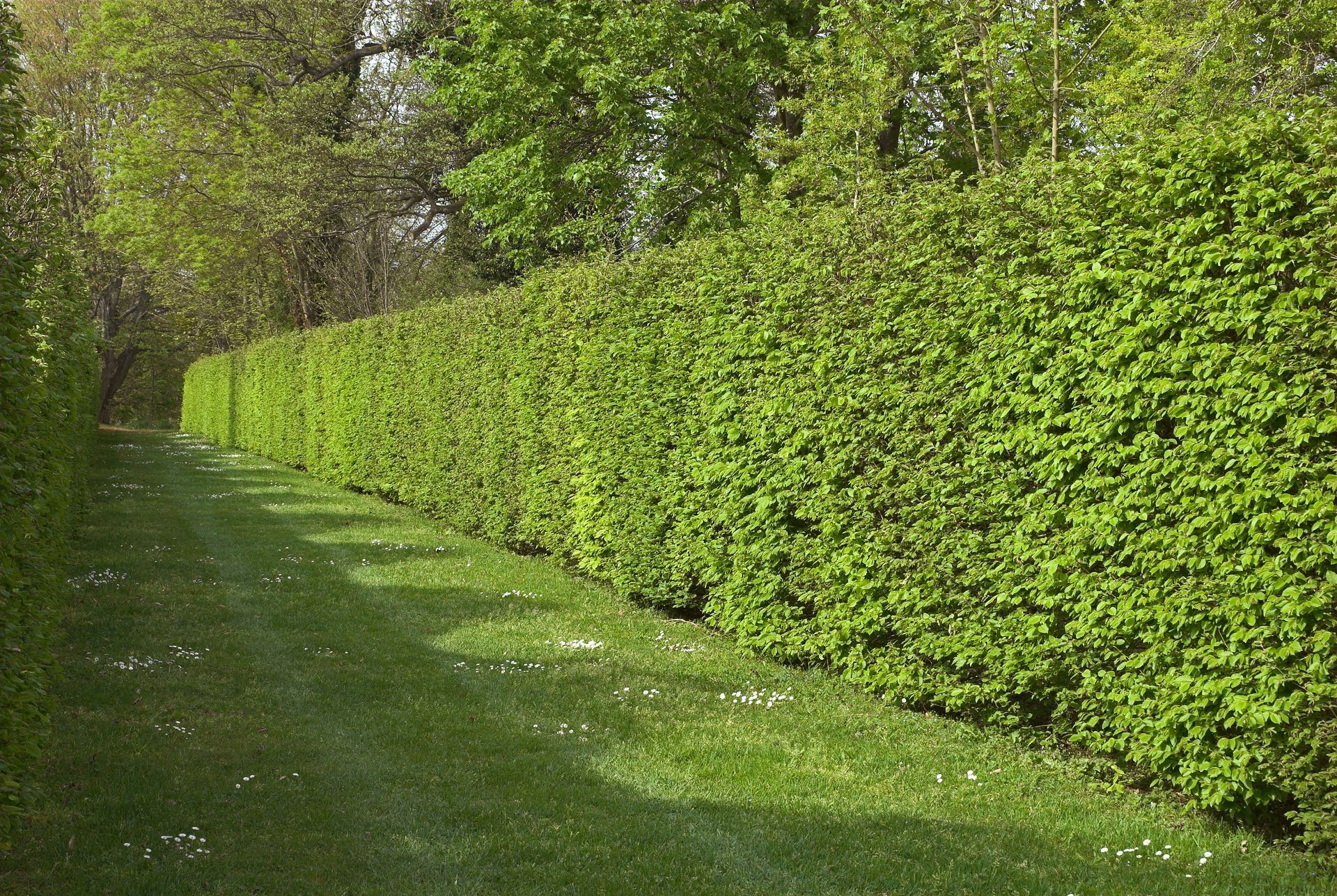 Une haie taillée