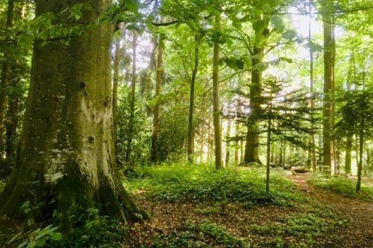 Physiognomik + Coaching