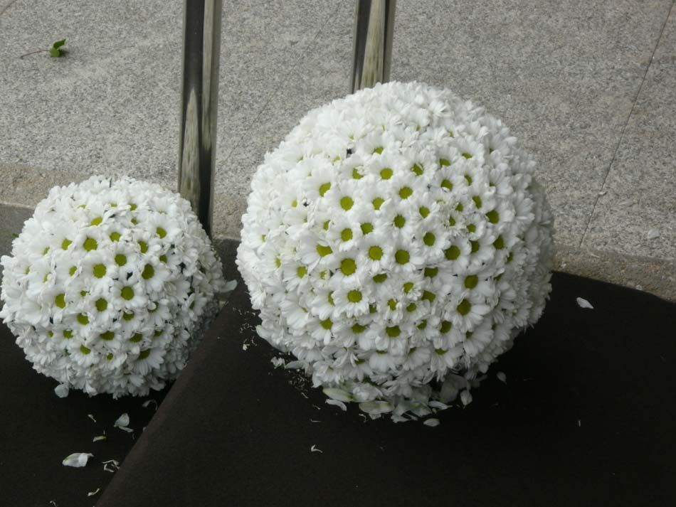 Dos bolas de flores de crisantemo blancas con centros verdes sobre una superficie oscura contra una pared gris.