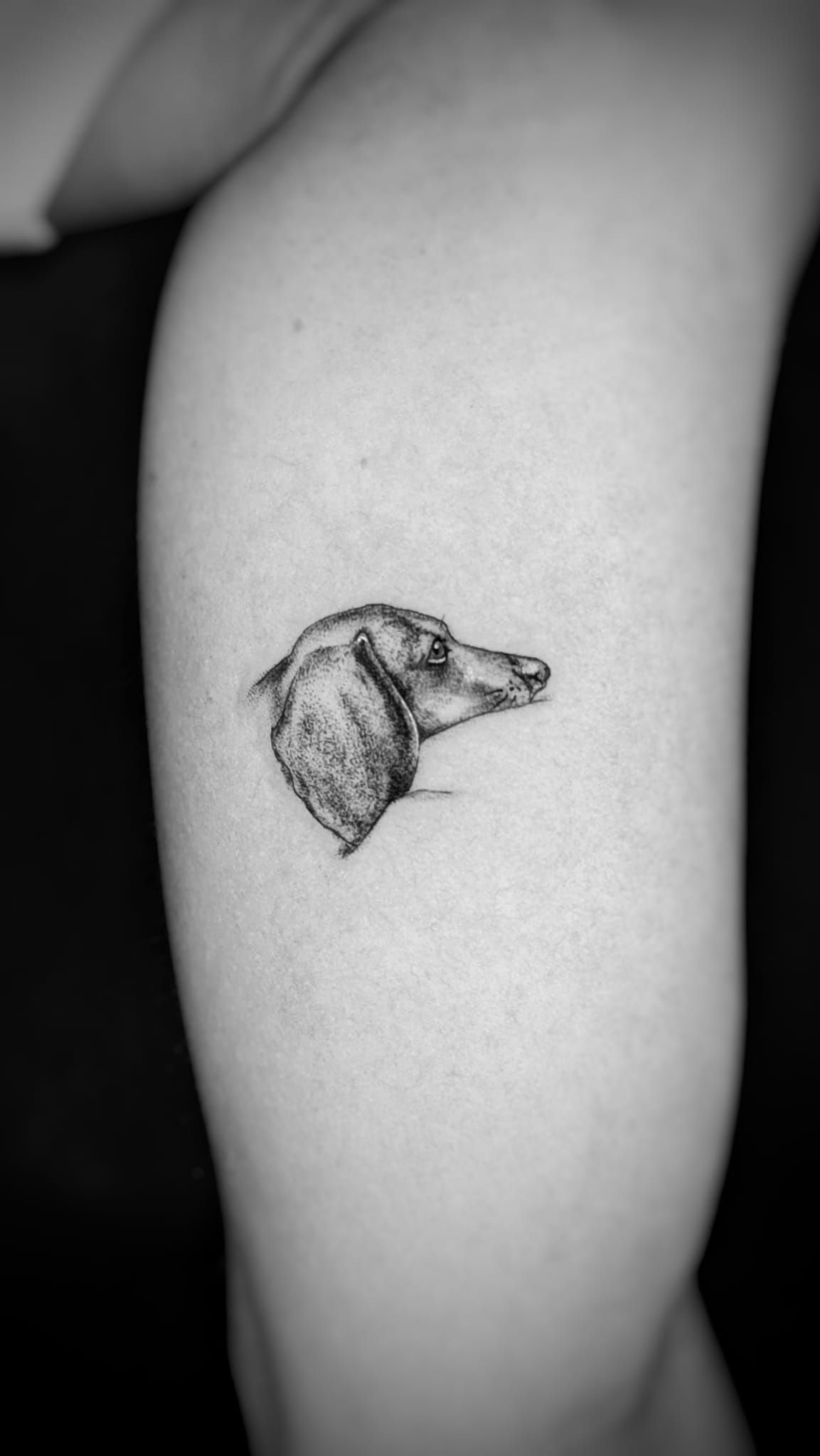 Un pequeño y detallado tatuaje en blanco y negro del perfil de un perro salchicha en la parte superior del brazo de una persona.