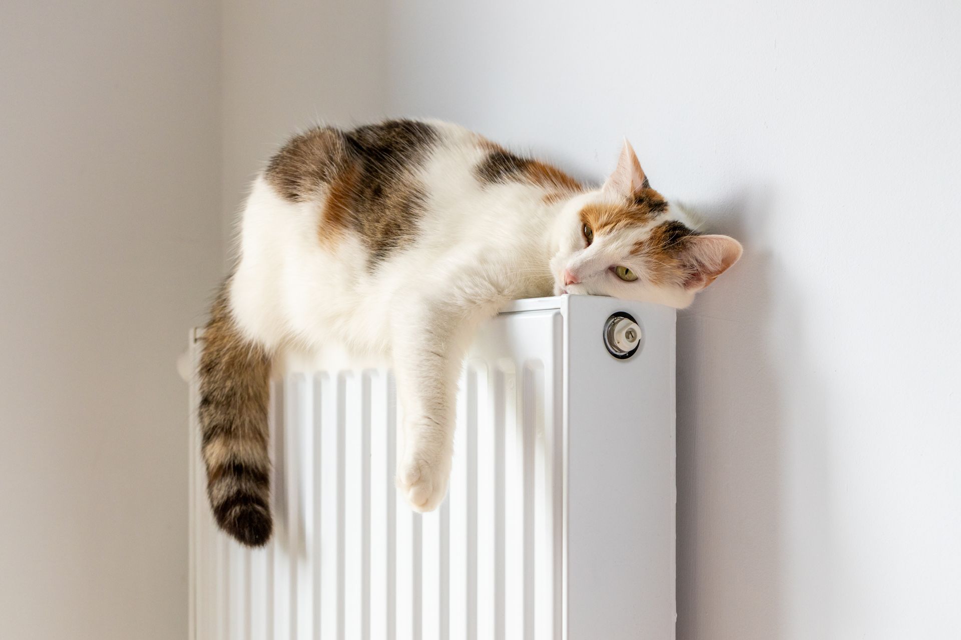 Chatte écaille de tortue endormie, étendue sur un radiateur blanc près d’une fenêtre.