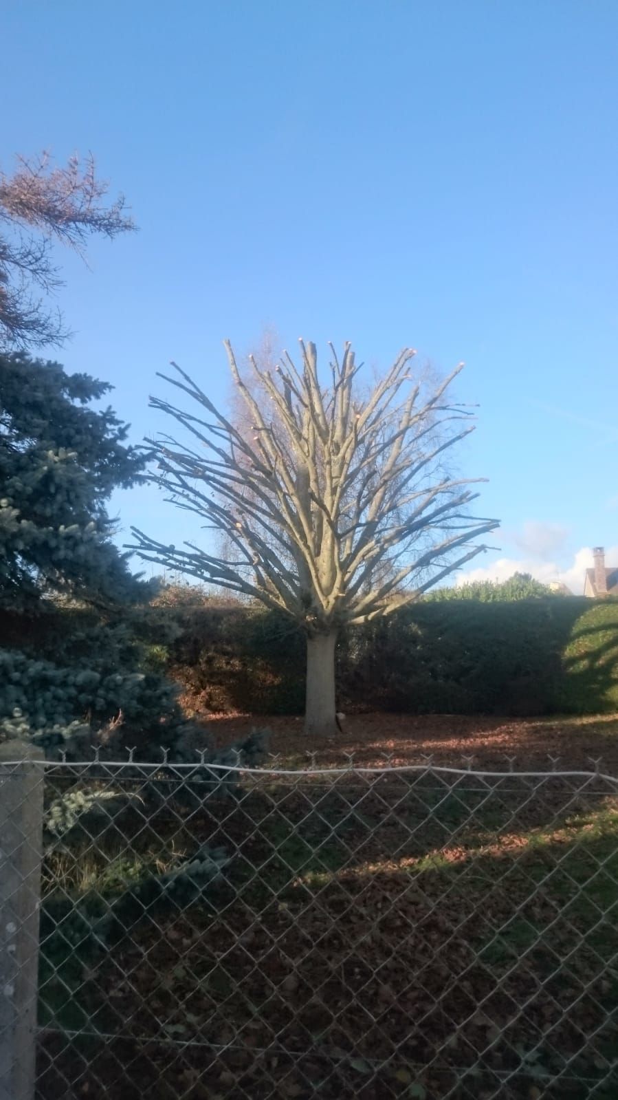 Arbre élagué