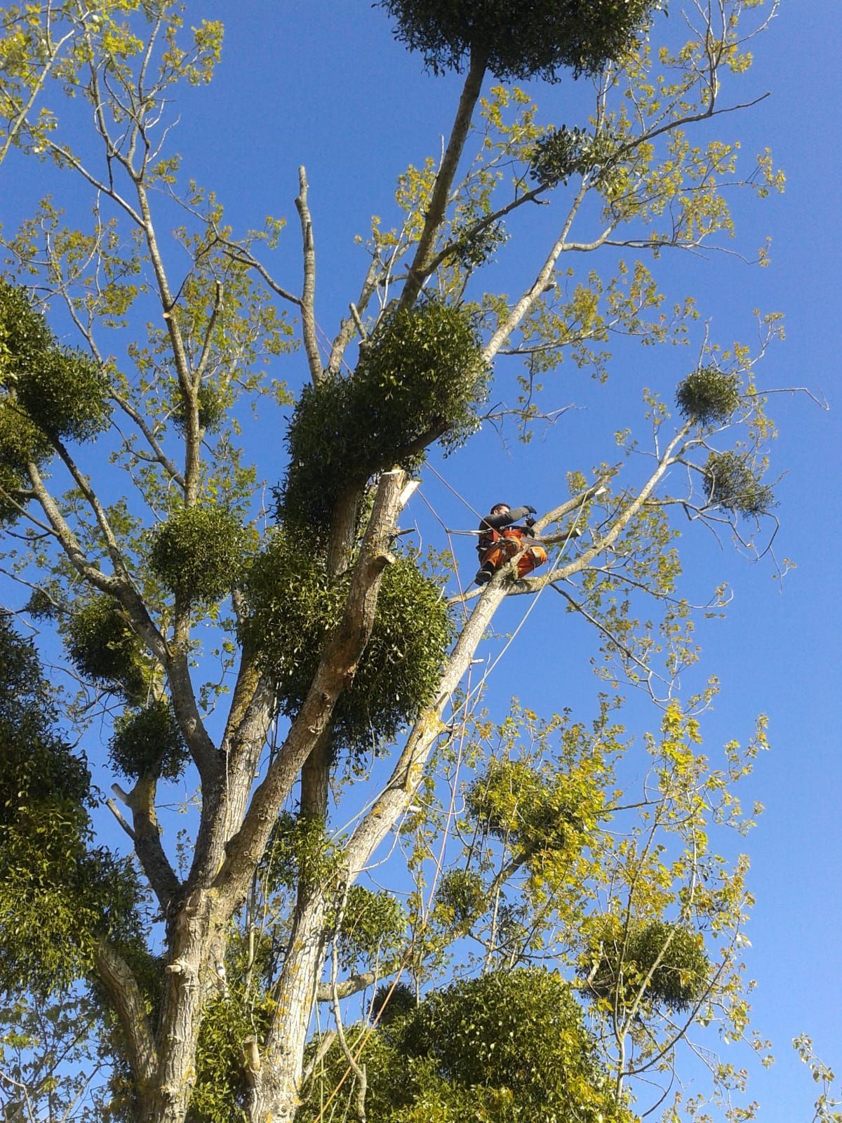 Élagage en hauteur