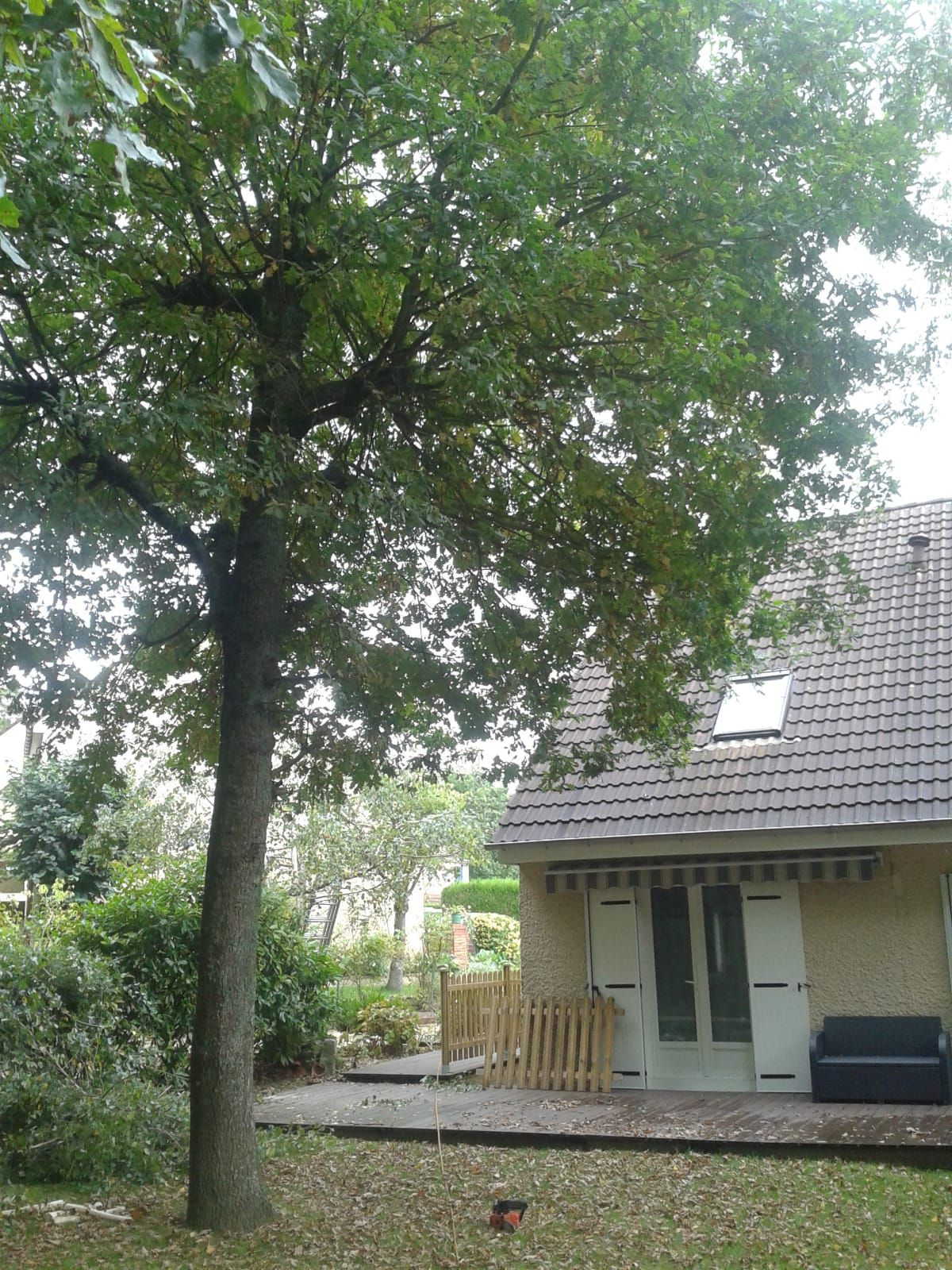 Élagage d'un arbre seul