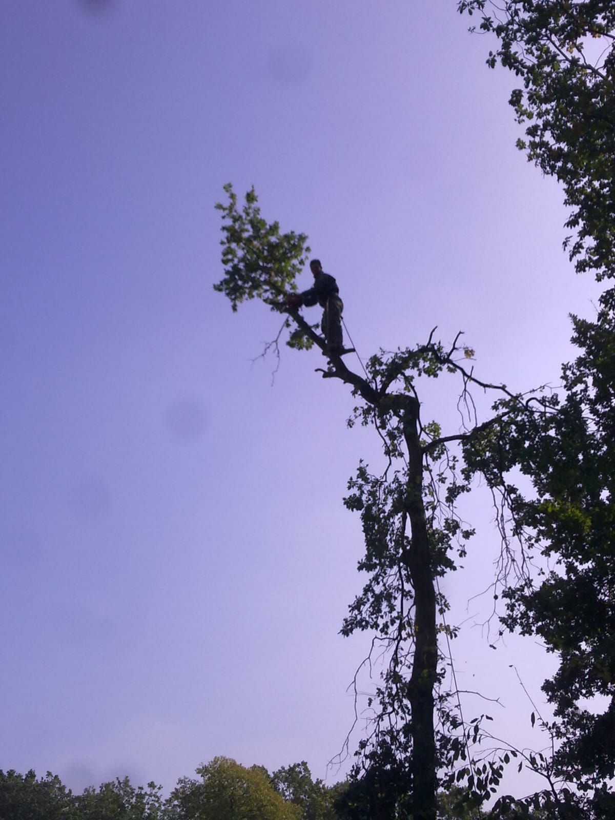 Élagage d'arbres en cours