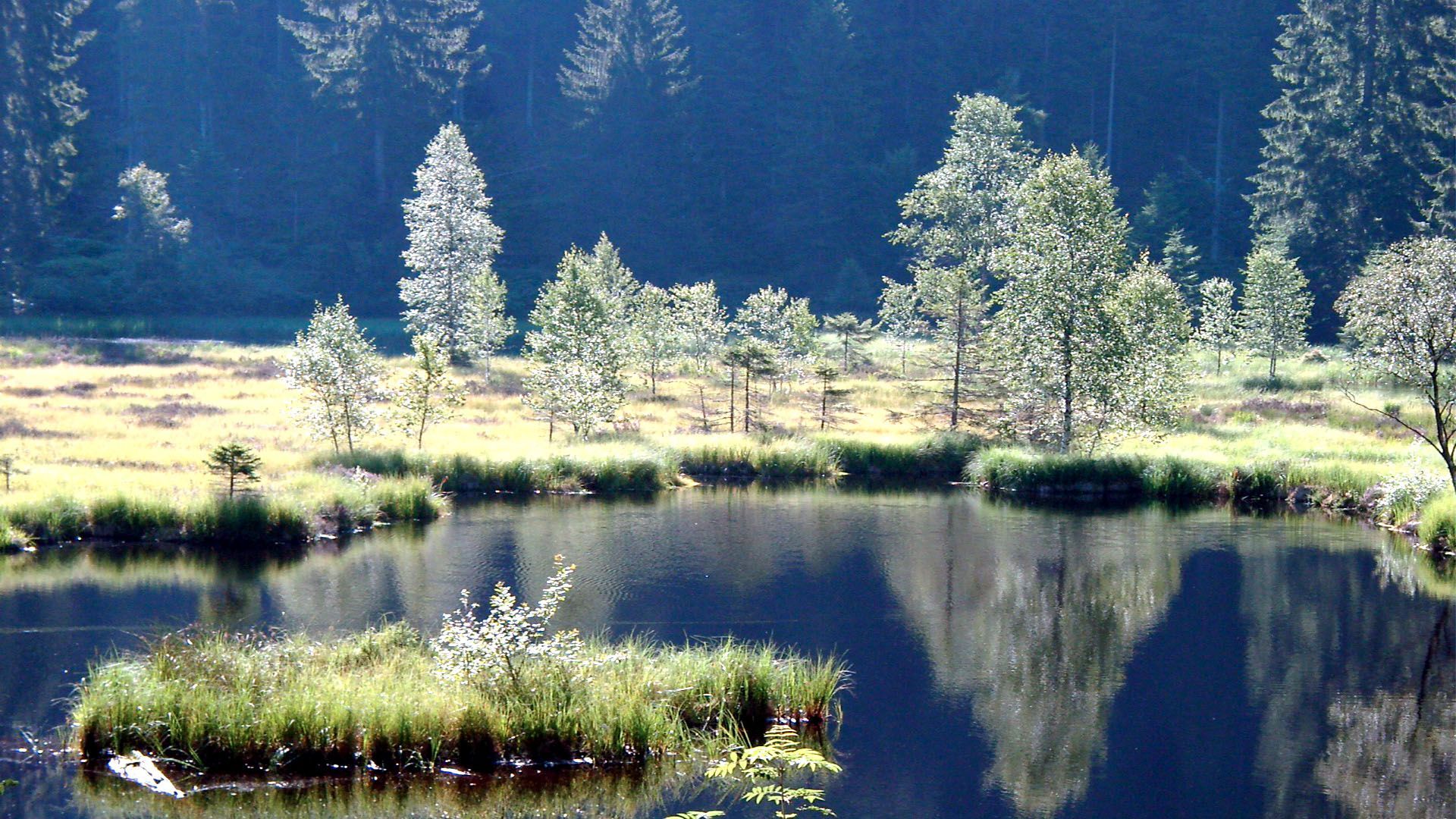 ein Teich mit kleinen Inseln im Wasser und Bäumen im Hintergrund