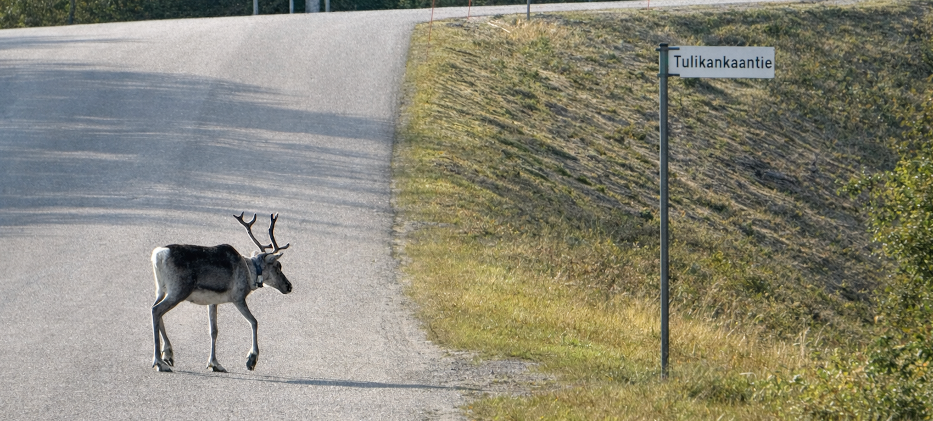 Reindeer walking to the cottage
