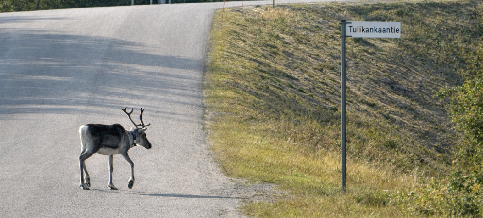 Reindeer walking to the cottage