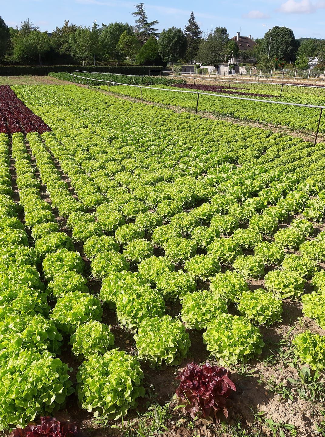 Un champ de salade