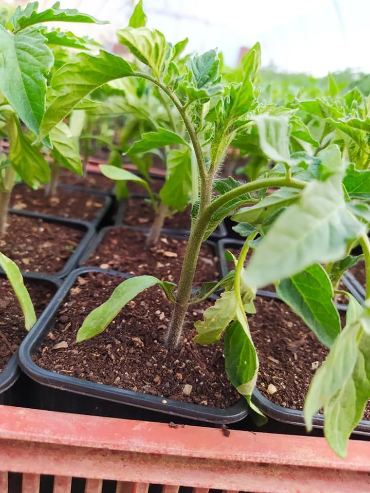 Des plants de tomates