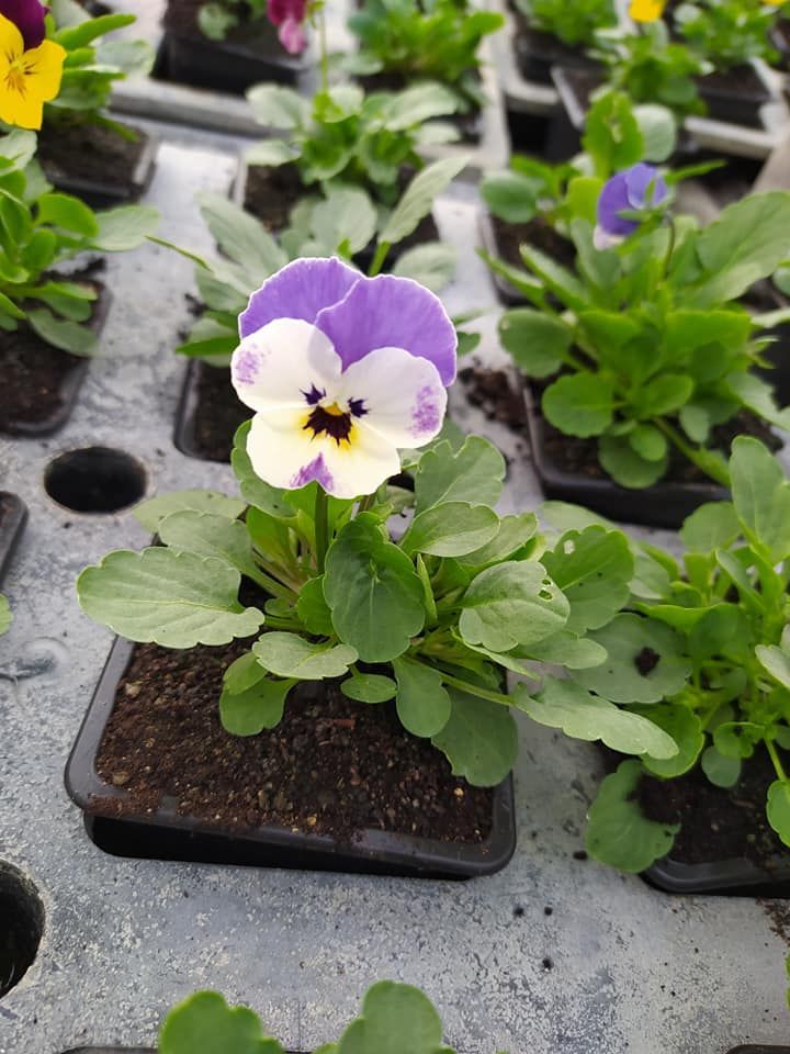 Un plant de fleurs
