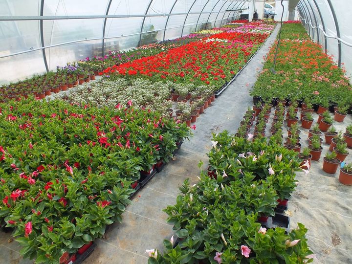 Des plants de fleurs sous serre