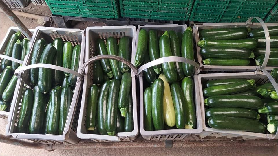 Des paniers de courgettes