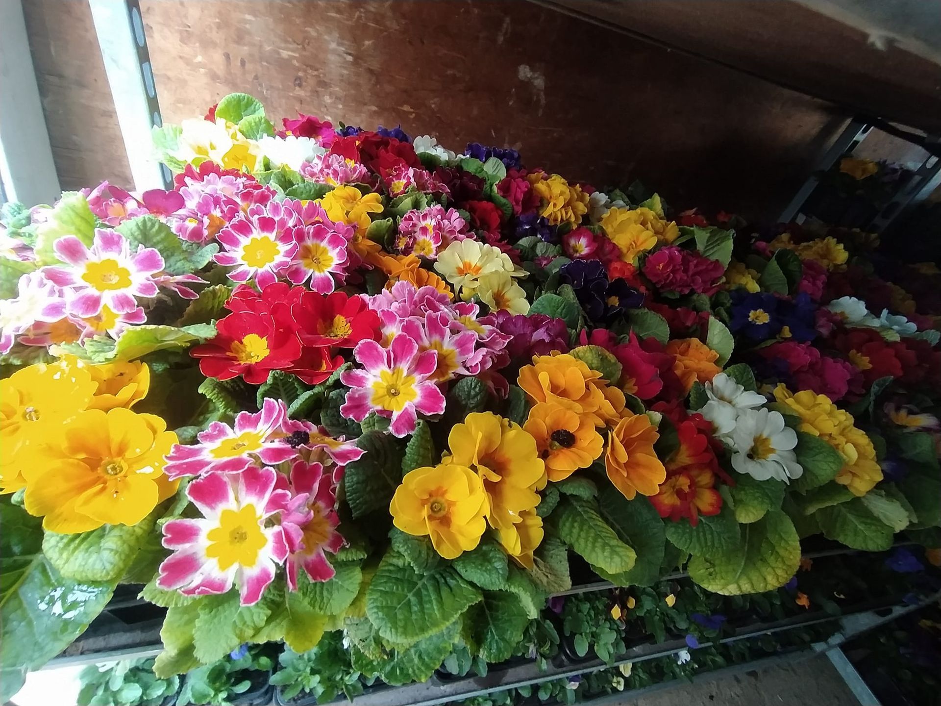 Des plants de fleurs sur étagère