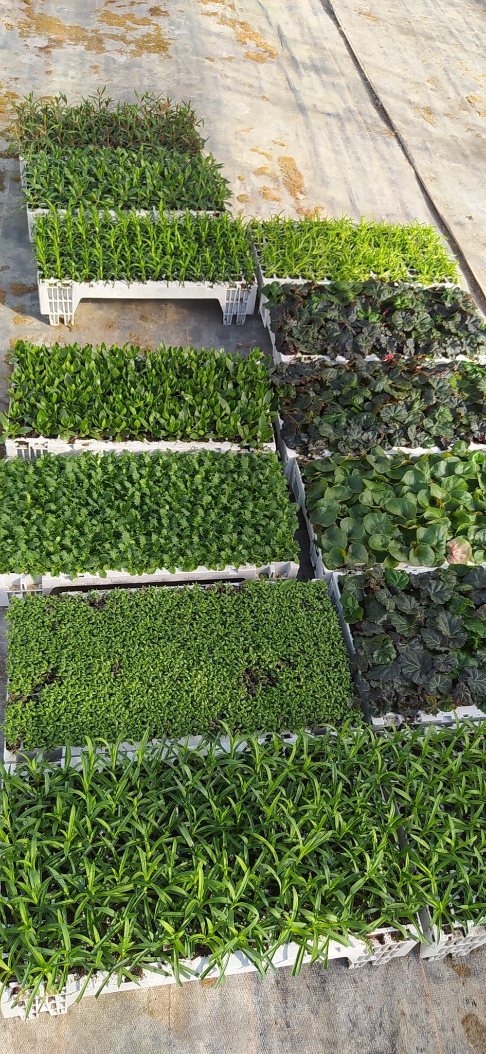 Des cagettes de légumes