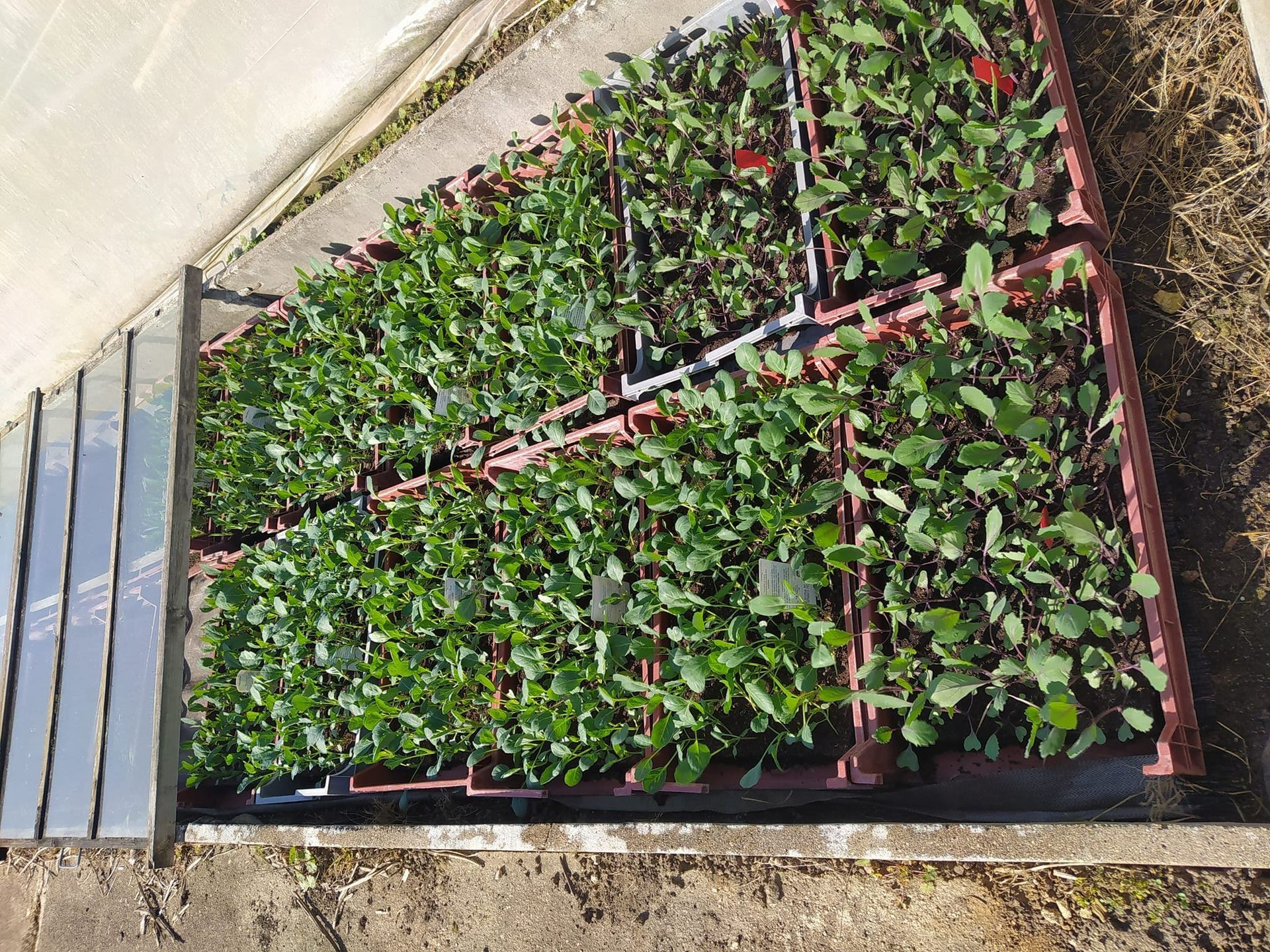 Des plants de légumes sous serre