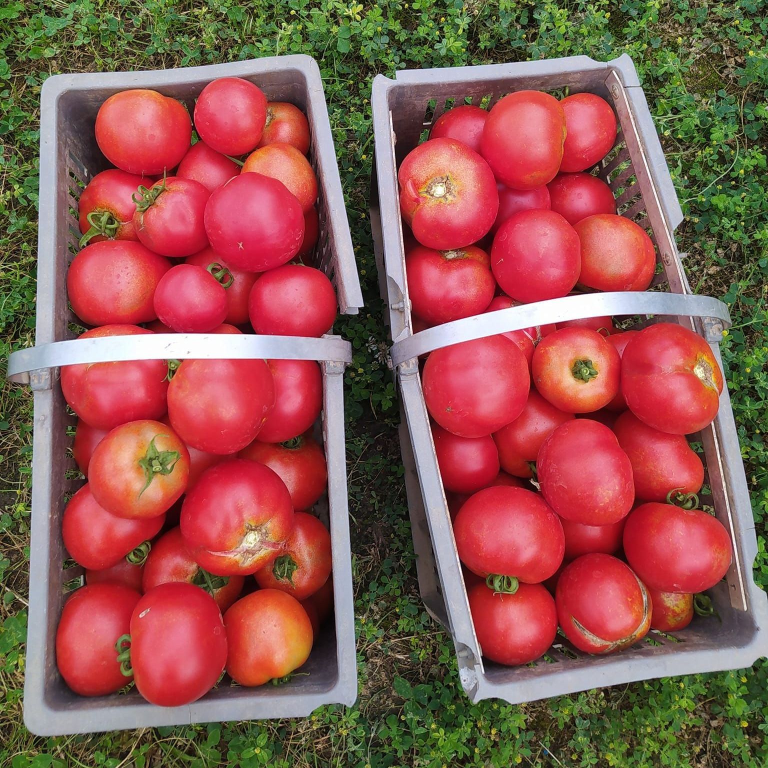 Deux paniers de tomates
