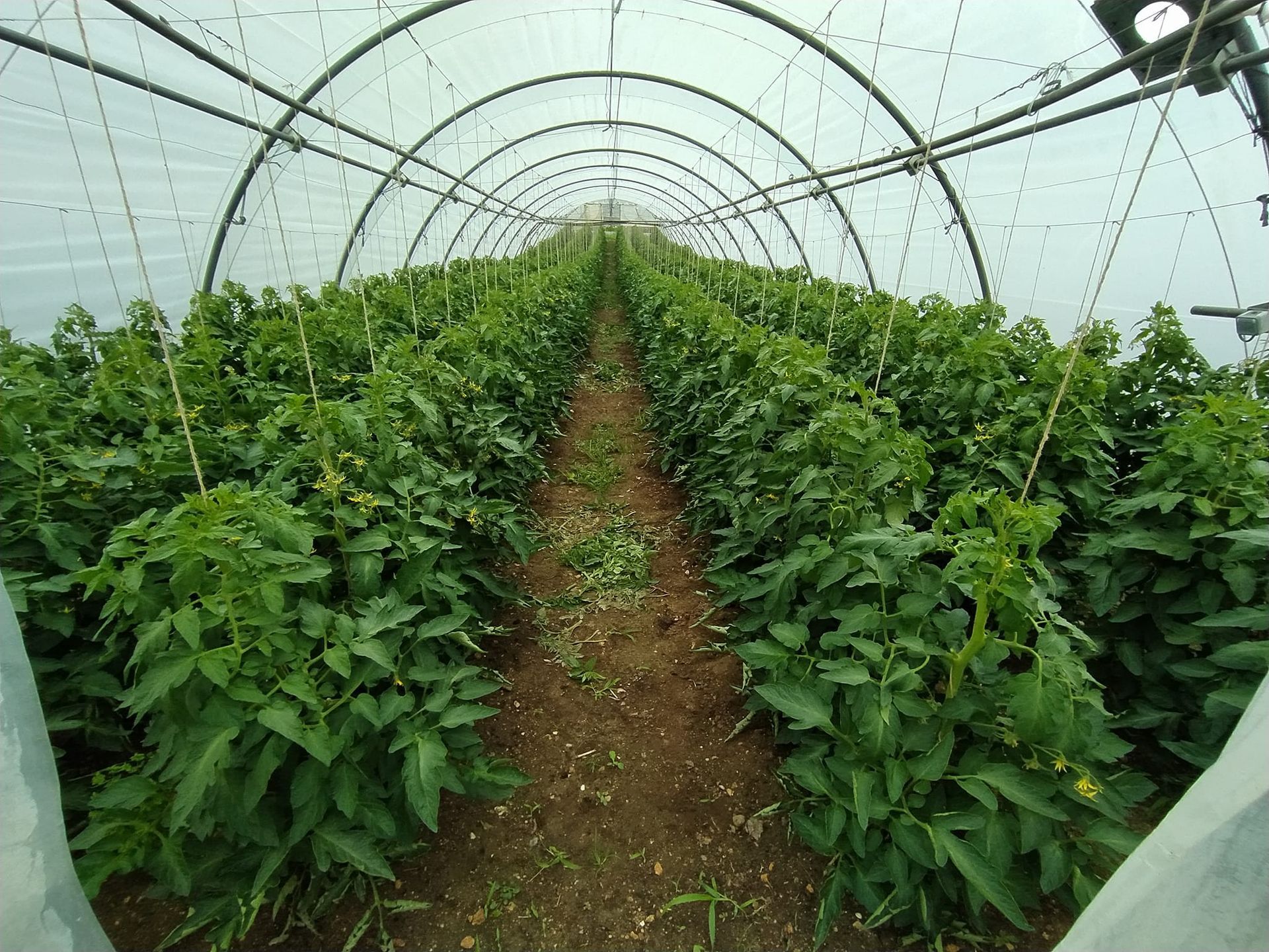 Une serre de tomates